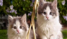 网红少女猫猫的瓜在哪吃,探寻美食背后的故事