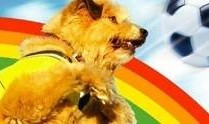 足坛神犬在线观看,足球场上的忠诚伙伴