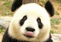 大白熊猫爆料视频,揭秘幕后真相