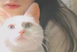 网红少女猫猫的瓜在哪吃,探寻美食背后的故事