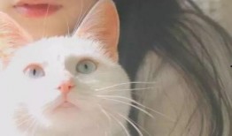 网红少女猫猫的瓜在哪吃,探寻美食背后的故事