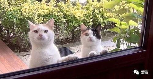 娱乐吃瓜酱流浪猫小菊,娱乐吃瓜酱的温馨故事