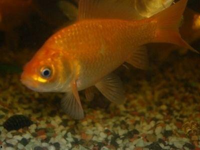 娱乐718吃瓜张金鱼