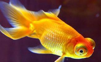 娱乐718吃瓜张金鱼