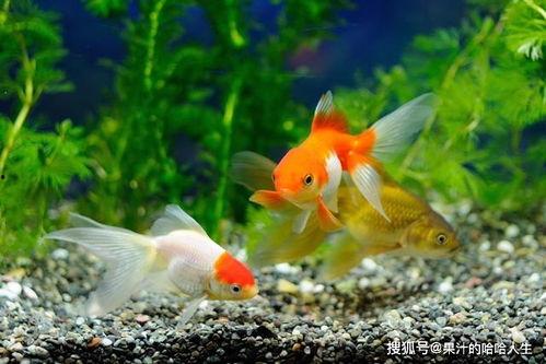 娱乐718吃瓜张金鱼