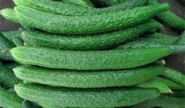 黄瓜农药爆料视频下载大全,揭露农业用药真相