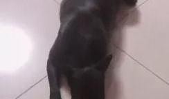 主播扎狗爆料视频大全最新