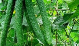 黄瓜农药爆料视频下载大全,揭露农业用药真相