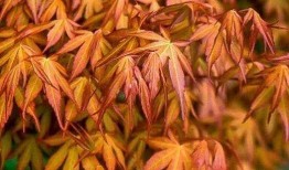 枫丹植物爆料最新消息是真的吗,最新消息真实性揭秘