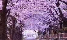 樱花爆料大神是谁啊视频,视频背后的神秘人物