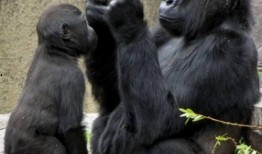 嘴像猩猩一样吃瓜的网红,吃瓜姿势引网友热议