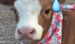 娱乐吃瓜酱仓鼠,揭秘娱乐圈背后的趣味故事