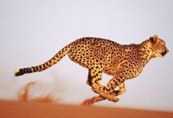 扒爷爆料小猎豹视频,小猎豹视频背后的惊人真相