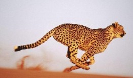 扒爷爆料小猎豹视频,小猎豹视频背后的惊人真相