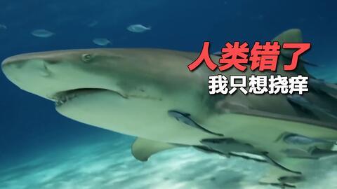 娱乐吃瓜酱鲨鱼视频大全